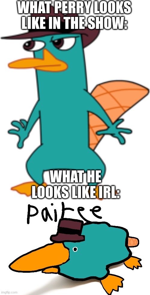 Perry the platypus meme | WHAT PERRY LOOKS LIKE IN THE SHOW:; WHAT HE LOOKS LIKE IRL: | image tagged in funnymemes | made w/ Imgflip meme maker