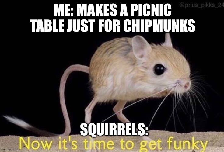 chipmunks are cute | ME: MAKES A PICNIC TABLE JUST FOR CHIPMUNKS; SQUIRRELS: | image tagged in now it s time to get funky,chipmunks,squirrel | made w/ Imgflip meme maker