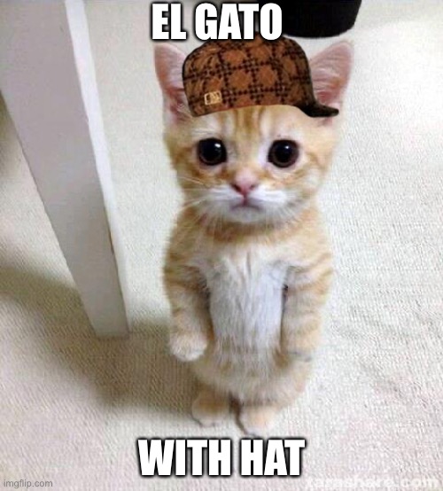 Cute Cat Meme | EL GATO; WITH HAT | image tagged in memes,cute cat | made w/ Imgflip meme maker