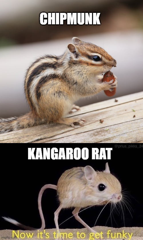 CHIPMUNK KANGAROO RAT | image tagged in chipmunk,now it s time to get funky | made w/ Imgflip meme maker
