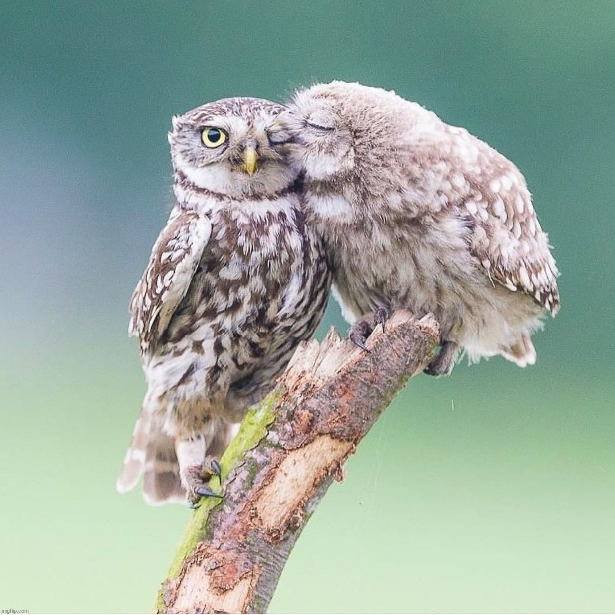 Owl always love you | image tagged in awesome | made w/ Imgflip meme maker