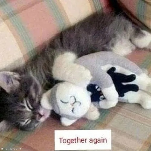 My buddies | image tagged in sleep,animals,stuffed animal | made w/ Imgflip meme maker