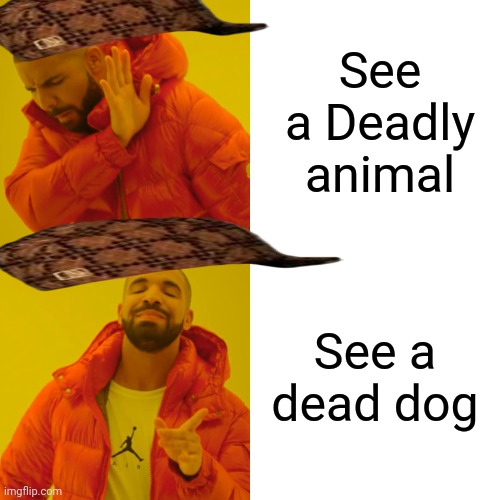 Zoos | See a Deadly animal; See a dead dog | image tagged in memes,drake hotline bling | made w/ Imgflip meme maker