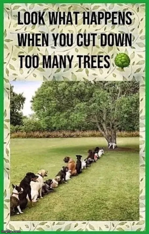 Save the trees | image tagged in trees,environment,recycle | made w/ Imgflip meme maker