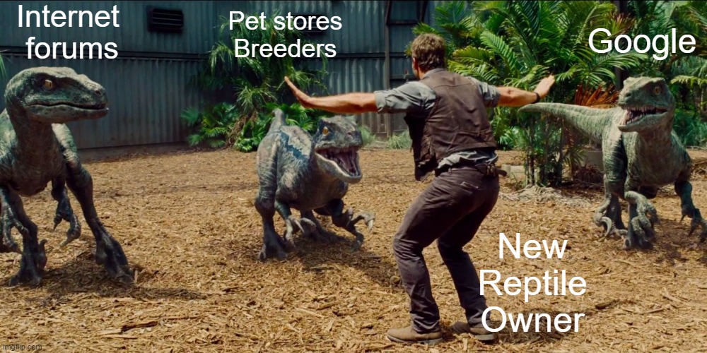 Reptile info | Internet 
forums; Pet stores
Breeders; Google; New
Reptile
Owner | image tagged in jurassic park raptor | made w/ Imgflip meme maker