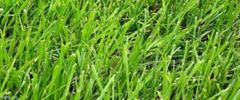 grass | image tagged in grass | made w/ Imgflip meme maker
