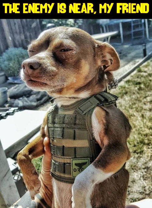 Time to Start Paying Attention to the Little Things |  THE ENEMY IS NEAR, MY FRIEND | image tagged in vince vance,chihuahua,dogs,flak jacket,paranoia,memes | made w/ Imgflip meme maker