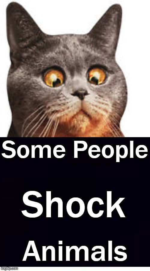 Some People Animals Shock | made w/ Imgflip meme maker