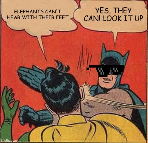 I bet that no one knew that | ELEPHANTS CAN'T HEAR WITH THEIR FEET; YES, THEY CAN! LOOK IT UP | image tagged in memes,batman slapping robin | made w/ Imgflip meme maker