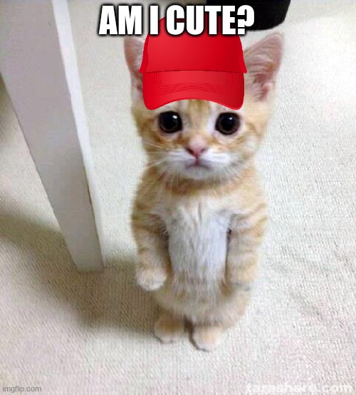 Cute Cat Meme | AM I CUTE? | image tagged in memes,cute cat | made w/ Imgflip meme maker