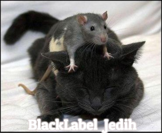 Rat-cat | BlackLabel  Jedih | image tagged in rat-cat,blacklabel jedih,slavic,freddie fingaz,bars over bars,freddie 'fingers' lee | made w/ Imgflip meme maker