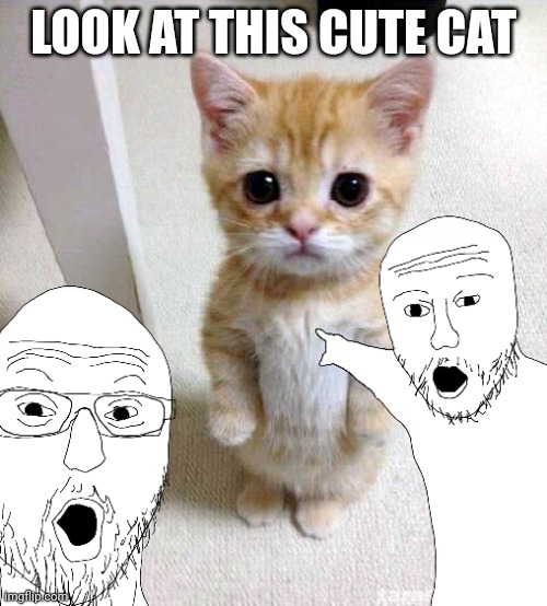 Look at this cutie | LOOK AT THIS CUTE CAT | image tagged in cats,cute,cute cat | made w/ Imgflip meme maker