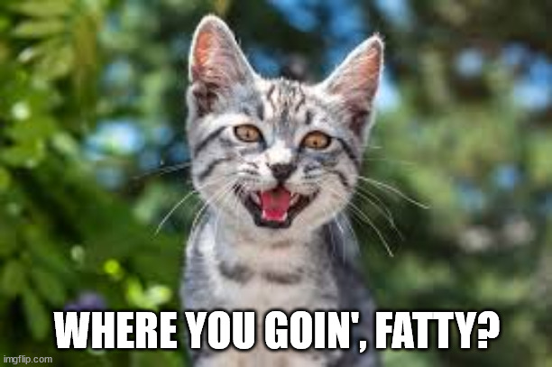 Creepy Cat | WHERE YOU GOIN', FATTY? | image tagged in creepy cat | made w/ Imgflip meme maker