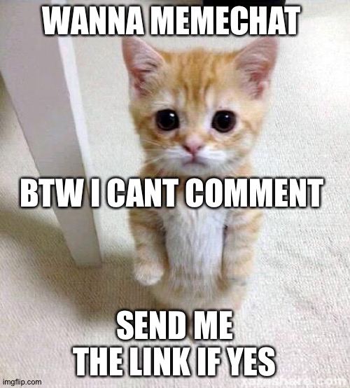 Why is nobody commenting | WANNA MEMECHAT; BTW I CANT COMMENT; SEND ME THE LINK IF YES | image tagged in memes,cute cat,meme | made w/ Imgflip meme maker