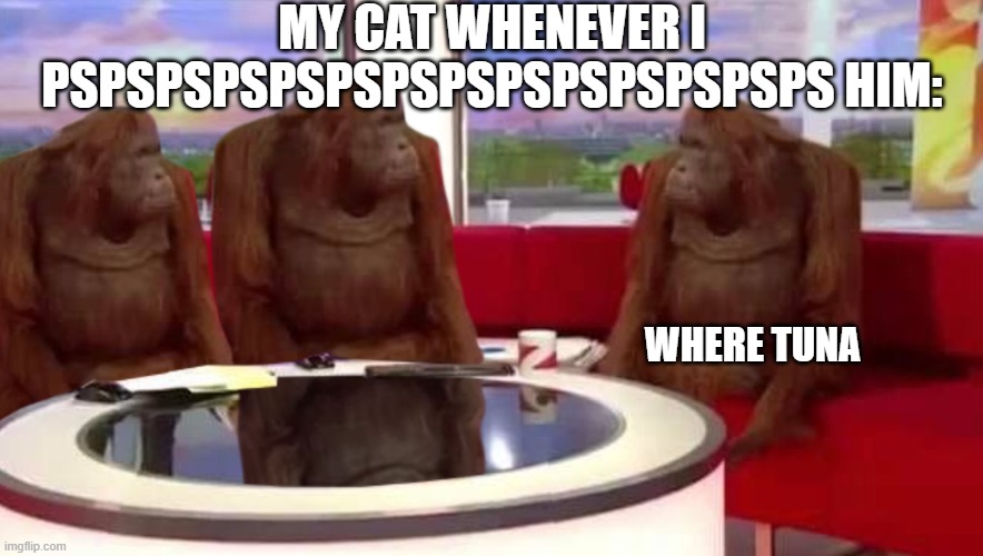 pspspspsps | MY CAT WHENEVER I PSPSPSPSPSPSPSPSPSPSPSPSPSPS HIM:; WHERE TUNA | image tagged in where monkey,cats,tuna | made w/ Imgflip meme maker