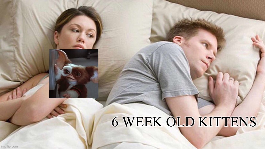 I Bet He's Thinking About Other Women | 6 WEEK OLD KITTENS | image tagged in memes,i bet he's thinking about other women | made w/ Imgflip meme maker