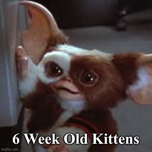 6 Week Old Kittens | image tagged in kittens,rescue | made w/ Imgflip meme maker