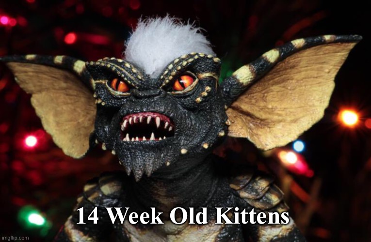 14 Week Old Kittens | image tagged in kittens,rescue | made w/ Imgflip meme maker