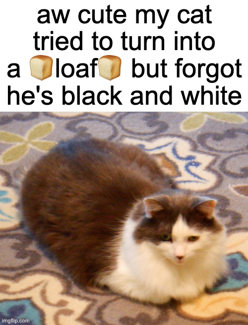kitty loaf | aw cute my cat tried to turn into a 🍞loaf🍞 but forgot he's black and white | image tagged in blank white template,cat,loaf,i think i forgot something | made w/ Imgflip meme maker