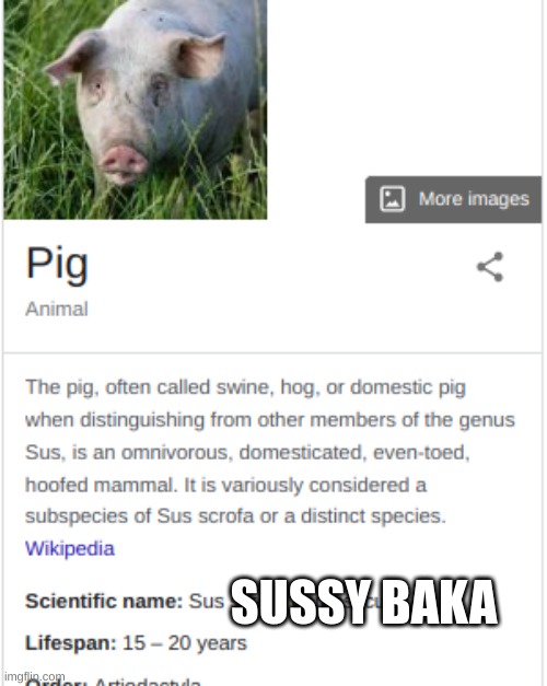 SUSSY BAKA | SUSSY BAKA | image tagged in funny memes,pig | made w/ Imgflip meme maker