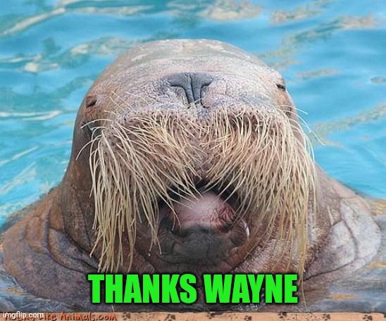 Walrus | THANKS WAYNE | image tagged in walrus | made w/ Imgflip meme maker