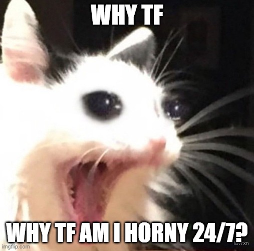 Like stop bro ong | WHY TF; WHY TF AM I HORNY 24/7? | image tagged in zad cat | made w/ Imgflip meme maker