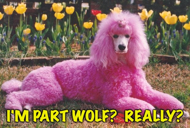 Part wolf? | I'M PART WOLF?  REALLY? | image tagged in poodle | made w/ Imgflip meme maker