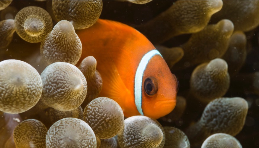 Anemone. Photo credit: Pome Acro | image tagged in awesome,pics,photography | made w/ Imgflip meme maker