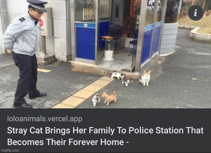 What a new home! | image tagged in cats,kittens,family,police,station | made w/ Imgflip meme maker