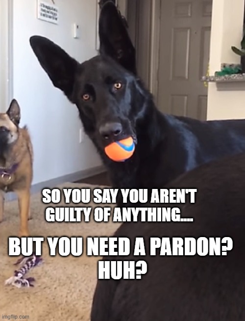 Pardon? | SO YOU SAY YOU AREN'T GUILTY OF ANYTHING.... BUT YOU NEED A PARDON? 
HUH? | made w/ Imgflip meme maker