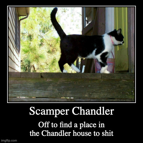 Scamper | image tagged in funny,demotivationals,chris-chan,cats | made w/ Imgflip demotivational maker