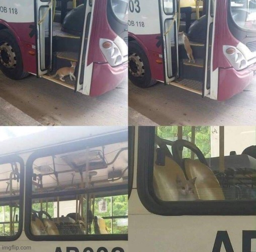 Cat goes inside a bus | image tagged in cats,bus | made w/ Imgflip meme maker