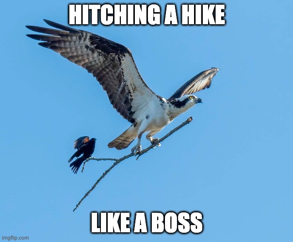 hitching a hike | HITCHING A HIKE; LIKE A BOSS | image tagged in hitchhiker,bird,tandem | made w/ Imgflip meme maker