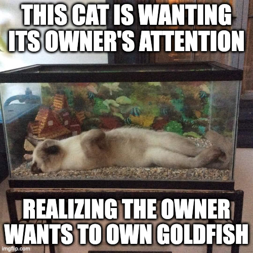 Cat Inside Fish Tank | THIS CAT IS WANTING ITS OWNER'S ATTENTION; REALIZING THE OWNER WANTS TO OWN GOLDFISH | image tagged in cats,fish tank,memes | made w/ Imgflip meme maker