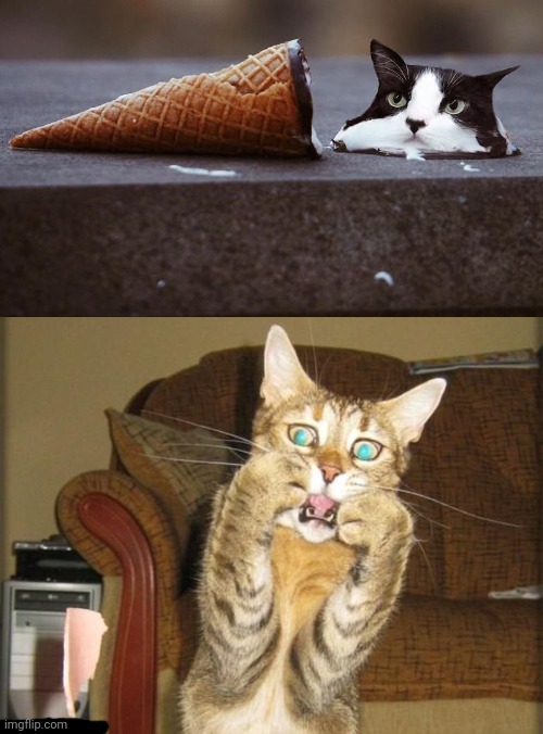 Cat ice cream cone | image tagged in le gasp,cat,ice cream cone,memes,meme,photoshop | made w/ Imgflip meme maker
