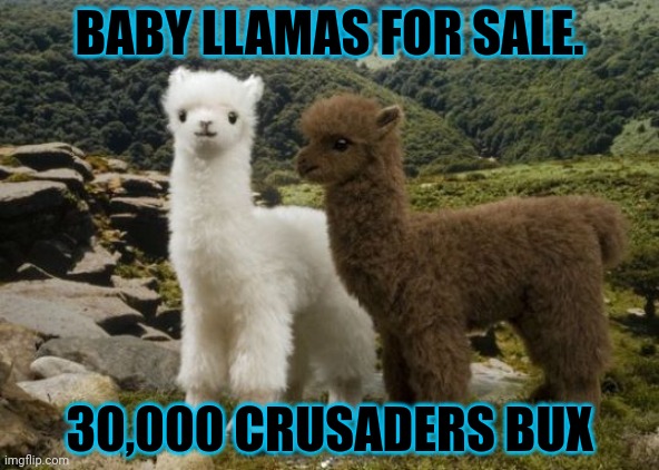 Llama (Mod note: Please make sure to use ImgCoin for future sales) | BABY LLAMAS FOR SALE. 30,000 CRUSADERS BUX | image tagged in baby,llamas | made w/ Imgflip meme maker