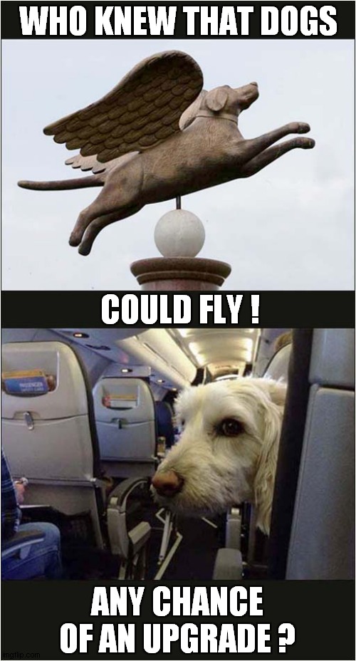 Dogs In The Air ! | WHO KNEW THAT DOGS; COULD FLY ! ANY CHANCE OF AN UPGRADE ? | image tagged in dogs,flying,upgrade | made w/ Imgflip meme maker