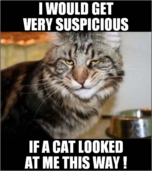 What Has He Done ? | I WOULD GET VERY SUSPICIOUS; IF A CAT LOOKED AT ME THIS WAY ! | image tagged in cats,suspicious,look | made w/ Imgflip meme maker