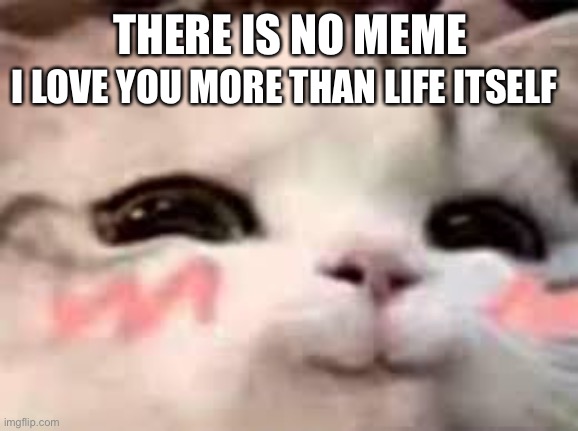 There's no meme today | I LOVE YOU MORE THAN LIFE ITSELF; THERE IS NO MEME | image tagged in cat cute,wholesome | made w/ Imgflip meme maker