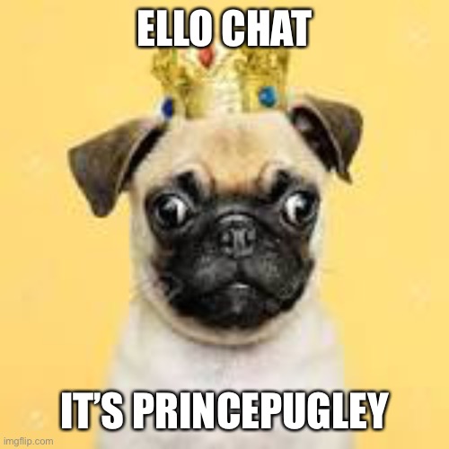 ELLO CHAT; IT’S PRINCEPUGLEY | image tagged in pug | made w/ Imgflip meme maker
