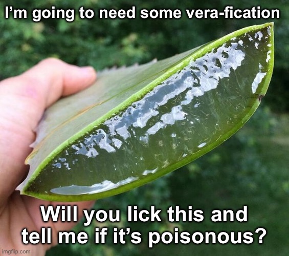 Aloe Gov’na | I’m going to need some vera-fication; Will you lick this and tell me if it’s poisonous? | image tagged in funny memes,aloe vera joke,bad jokes,eyeroll | made w/ Imgflip meme maker