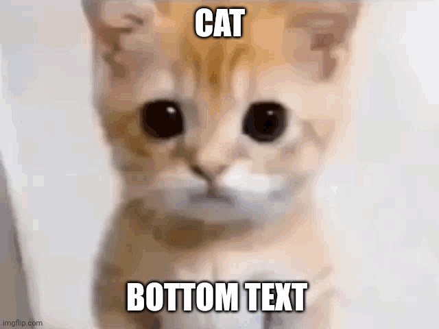 Cat | CAT; BOTTOM TEXT | image tagged in el gato,gato,cat,cats,meme,memes | made w/ Imgflip meme maker