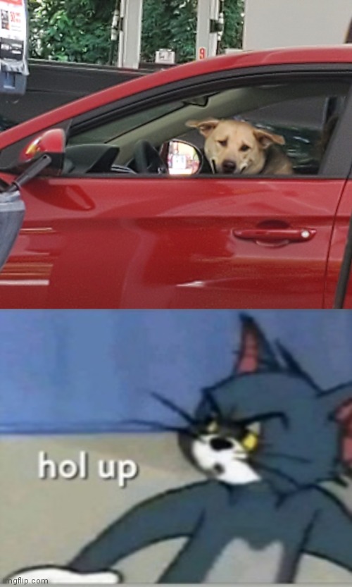 CHECK THAT GUY'S DRIVERS LISCENSE | image tagged in driving doggo,hol up | made w/ Imgflip meme maker