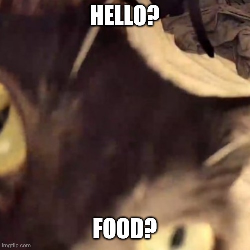 Cat | HELLO? FOOD? | image tagged in cat looking at camera | made w/ Imgflip meme maker