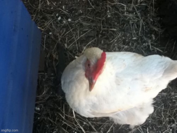 Angry Chicken Boss | image tagged in memes,angry chicken boss | made w/ Imgflip meme maker