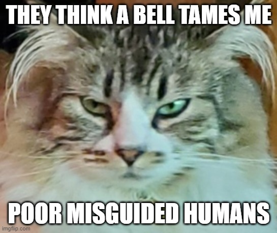 Evil Cat thoughts | THEY THINK A BELL TAMES ME; POOR MISGUIDED HUMANS | image tagged in evil cat,pondering cat,plotting cat,angry cat | made w/ Imgflip meme maker