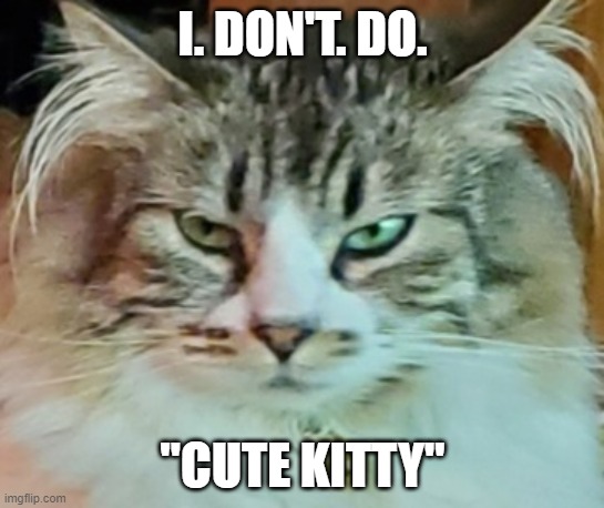 Evil Cat don't do cute | I. DON'T. DO. "CUTE KITTY" | image tagged in evil cat,cute kitty,cat thoughts | made w/ Imgflip meme maker