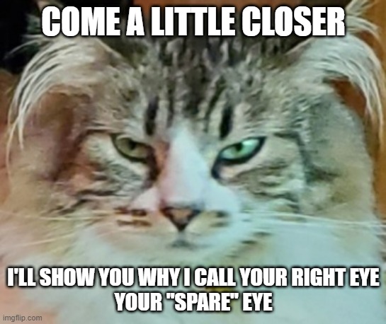 Don't say Evil Cat didn't warn you | COME A LITTLE CLOSER; I'LL SHOW YOU WHY I CALL YOUR RIGHT EYE
YOUR "SPARE" EYE | image tagged in evil cat,threatening cat,scary cat,evil cat thoughts | made w/ Imgflip meme maker