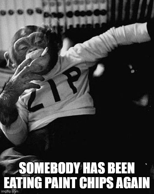 Zip the Smoking Chimp | SOMEBODY HAS BEEN EATING PAINT CHIPS AGAIN | image tagged in zip the smoking chimp | made w/ Imgflip meme maker