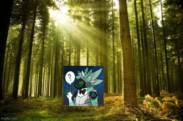 sunlit forest | image tagged in sunlit forest | made w/ Imgflip meme maker